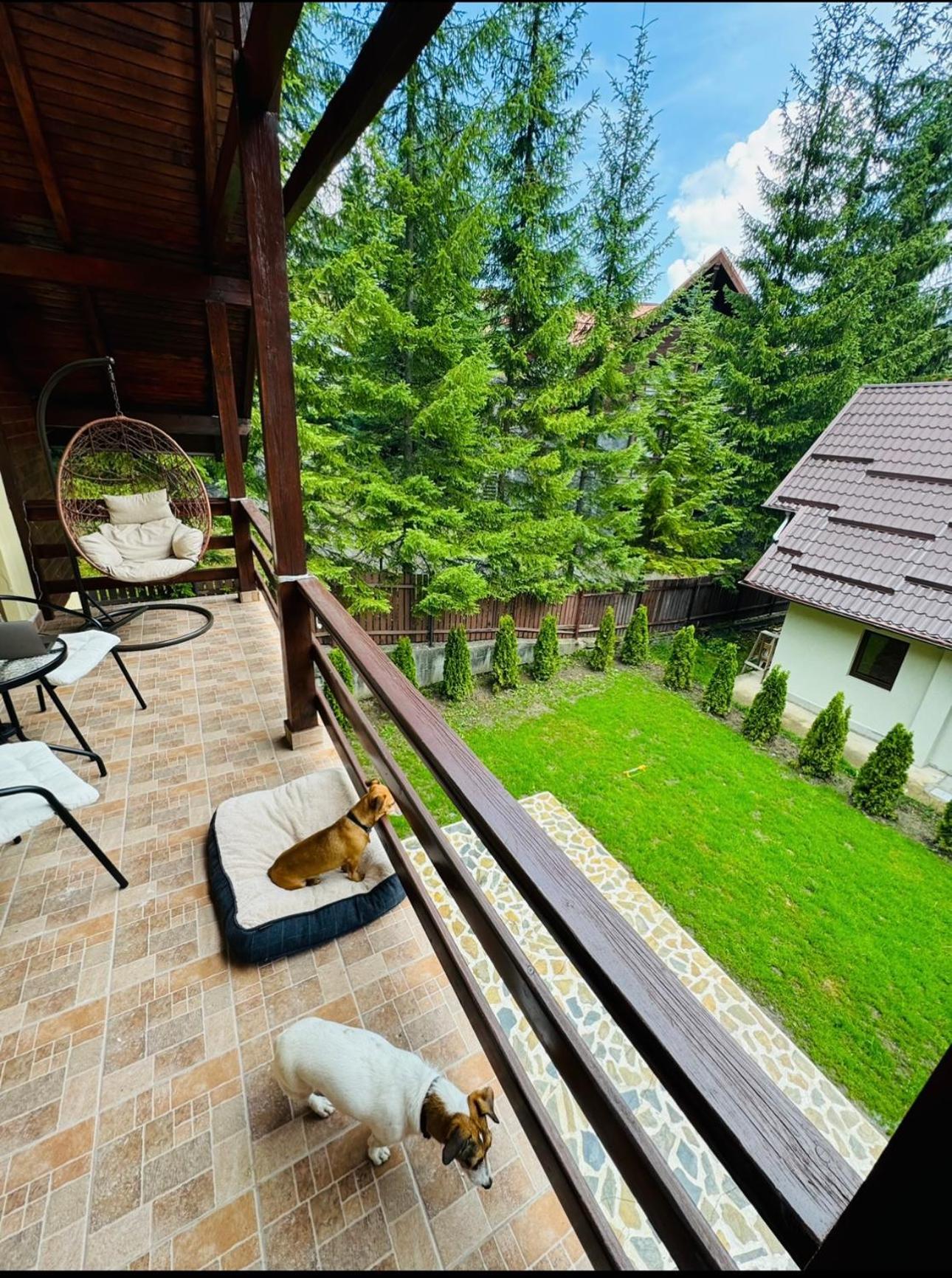 Ollie'S Mountain Chalet Buşteni Dış mekan fotoğraf